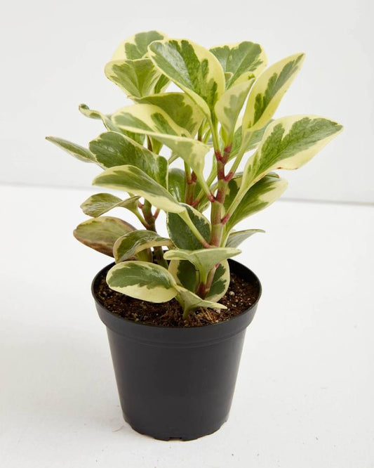 Peperomia Varigated (Baby Rubber Plant)