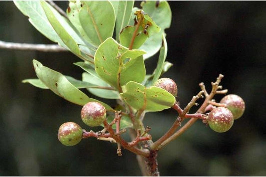 Persea macrantha (Large flowered bay tree,Gulamavu)