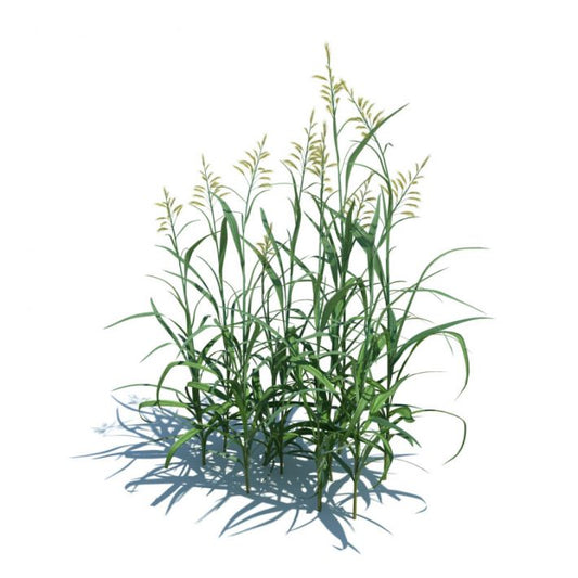 Phalaris arundinacea (Ribbon Grass Green)