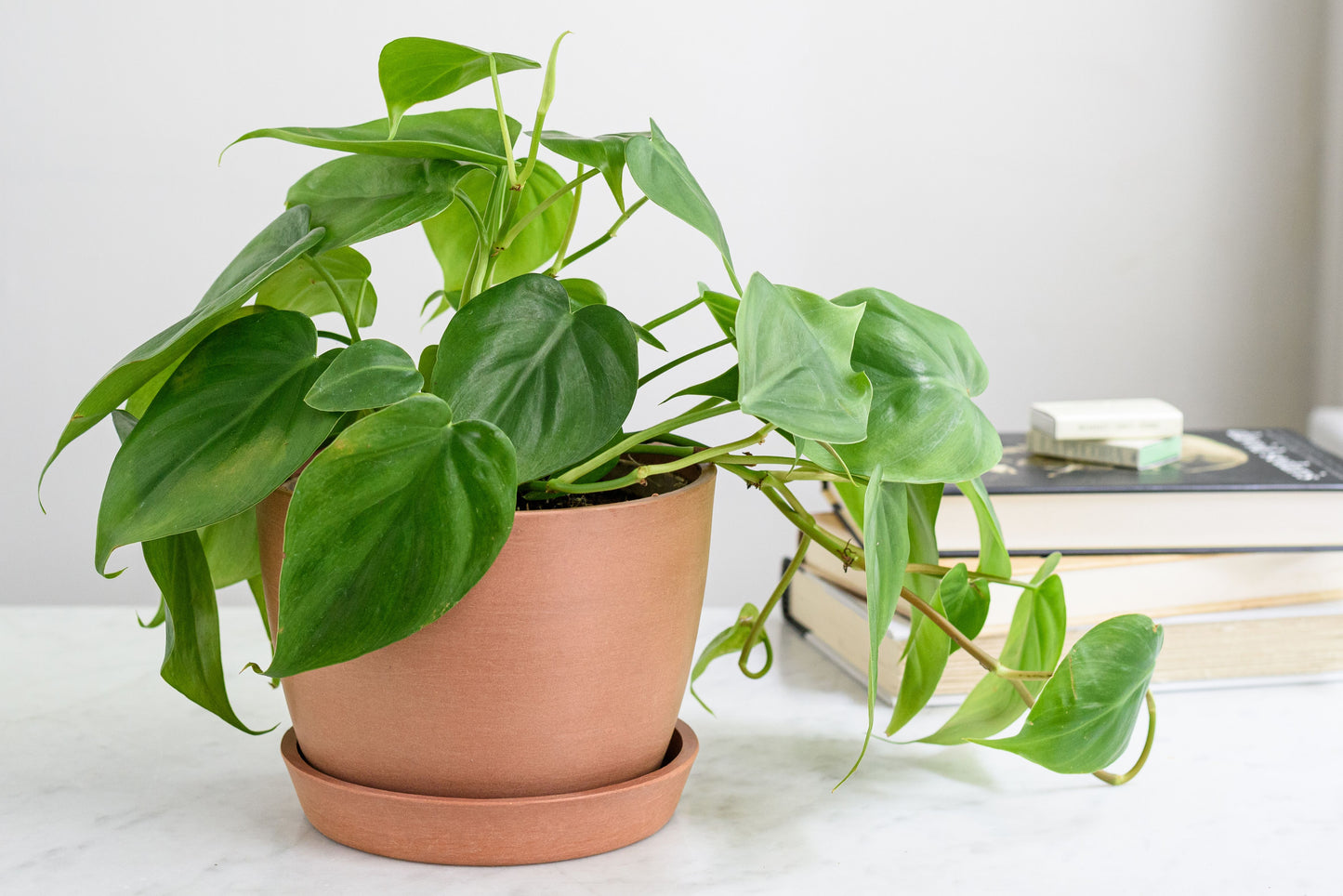 Philodendron 2