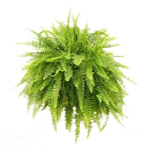 Phlebodium aureum (Golden Fern)