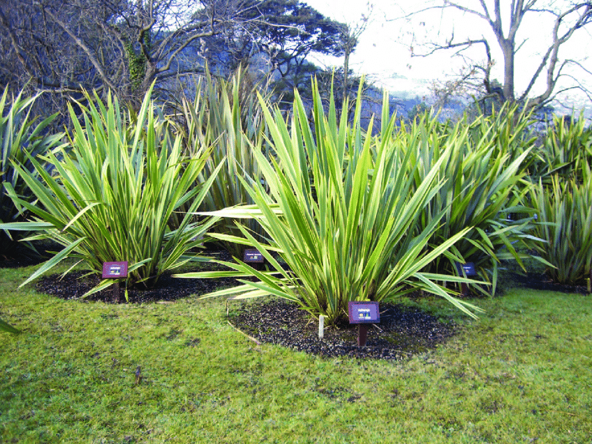 Phormium Tanax Green 2 (New Zealand flax) (21" x 18")