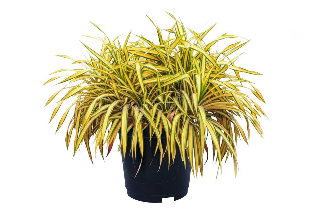 Phormium Tanax yellow tree bag (New Zealand flax) (21" x 21")
