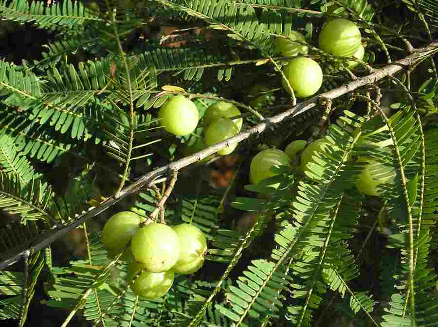 Phyllanthus Emblica - Bud (Indian gooseberry, Bettada Nellikaayi)