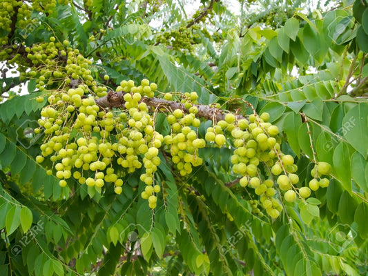 Phyllanthus acidus (Malay gooseberry ,Kiru Nellikaayi)