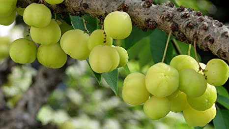 Phyllanthus emblica - Chakaiya (Amla)