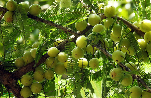 Phyllanthus emblica -Narendra (Amla)