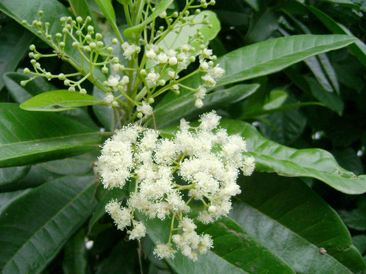 Pimenta officinalis  (All spice)