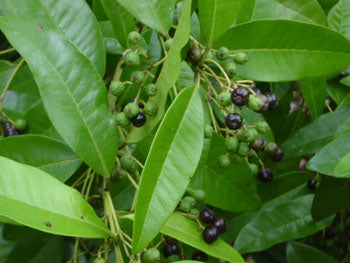 Pimenta officinalis  (All spice)