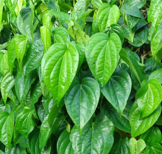 Piper betle  (Betel Vine, Veeleyada ele)