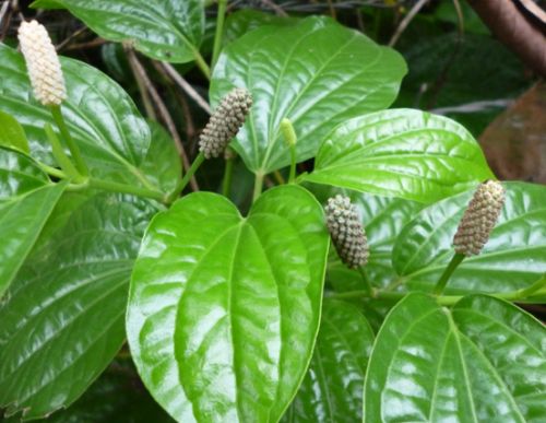 Piper chaba (Thai long pepper, Hippali)