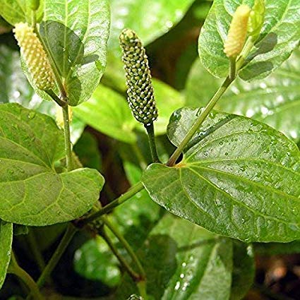 Piper chaba (Thai long pepper, Hippali)