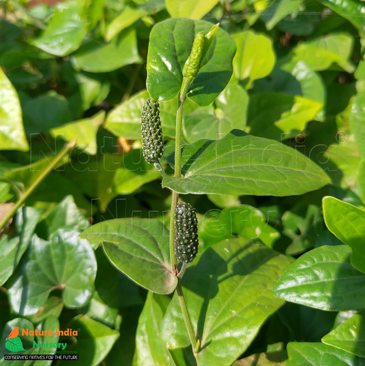 Piper longum -Thippali (Long pepper, Tippali)