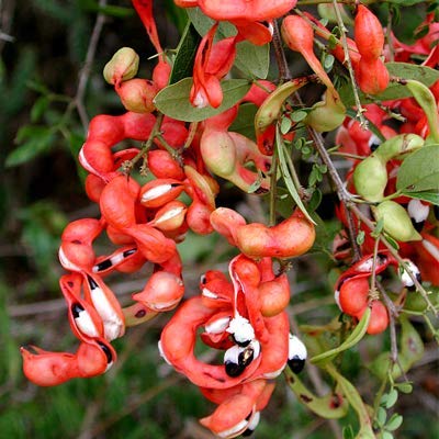 Pithecellobium dulce (Sweet Tamarind)