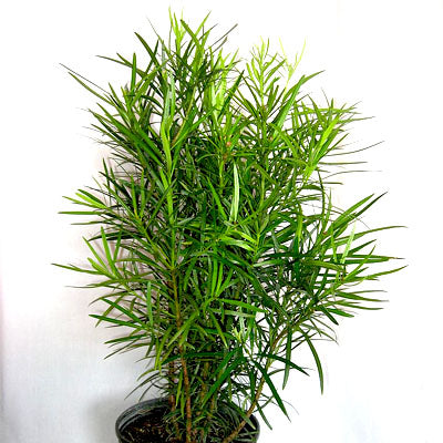 Podocarpus Macrophyllus (Buddhist Pine)