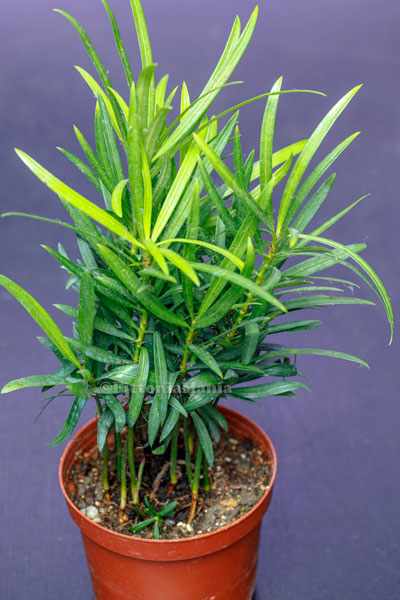 Podocarpus Macrophyllus (Buddhist Pine)