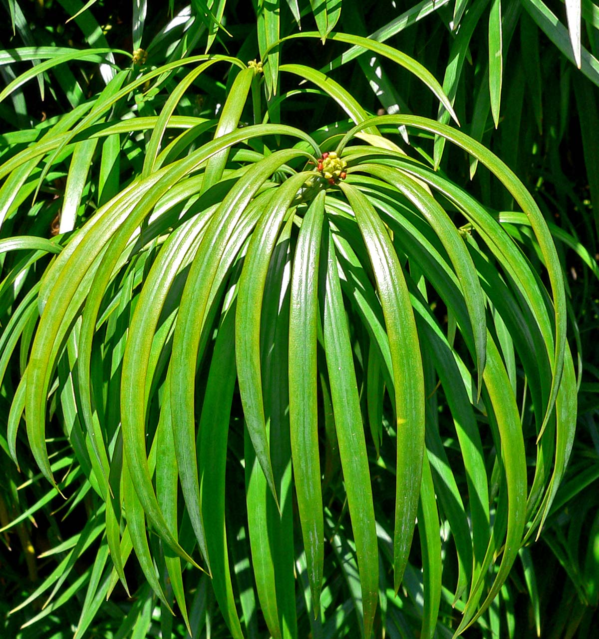 Podocarpus elongatus (Breede River Yellowwood)
