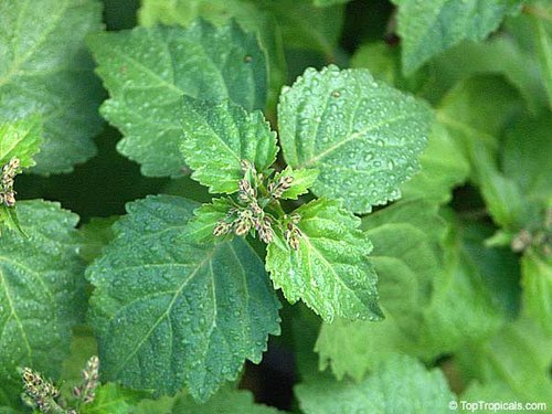 Pogostemon pacholi - Pachouli (Pachouli)