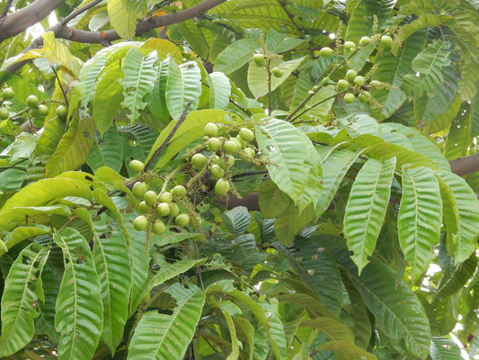 Pometia Pinnata (Island Lychee- Purple)