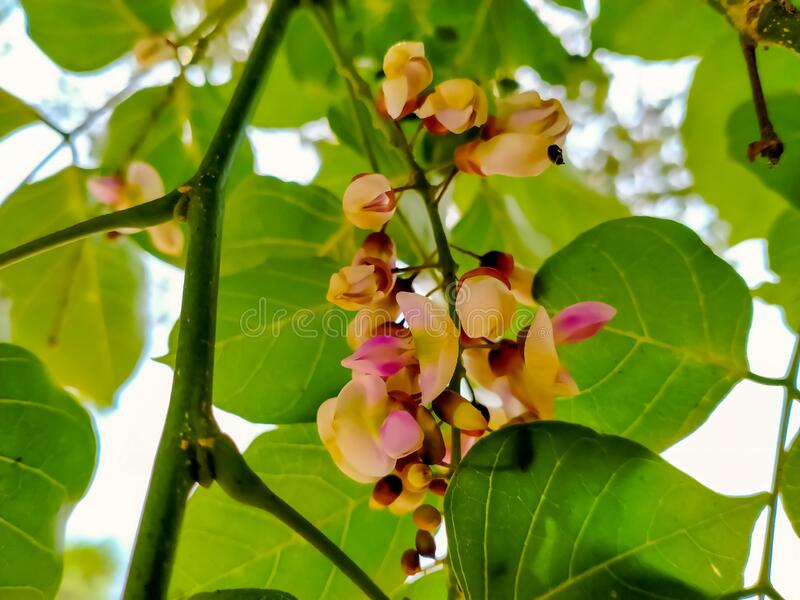 Pongamia pinnata - Ungu (Indian Beech, Honge)