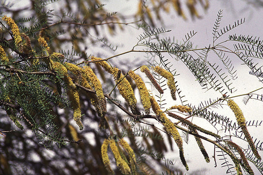 Prosopis chilensis (Chilean mesquite)