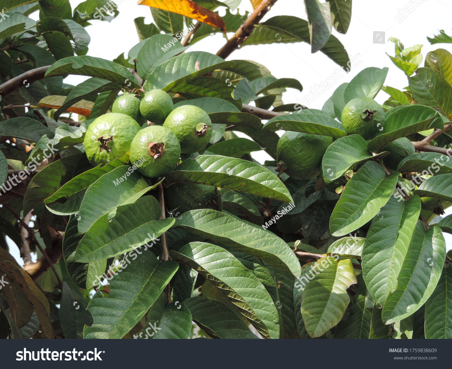 Psidium guajava -Arkakirana (Guava)