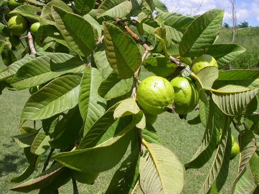 Psidium guajava -Bharafkhana (Guava)