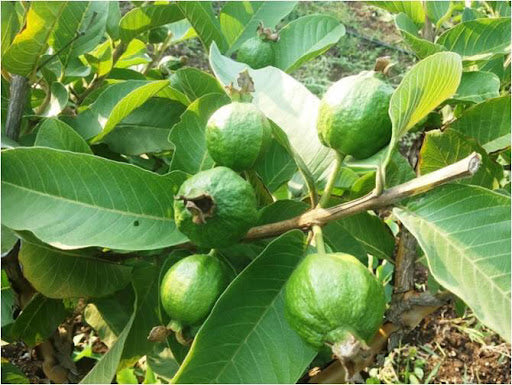 Psidium guajava -Gvilas (Guava)