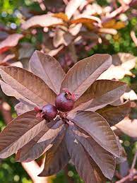 Psidium guajava- Red (Guava)