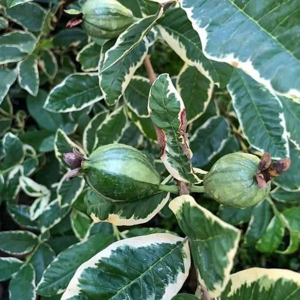 Psidium guajava - Varigated (Guava)