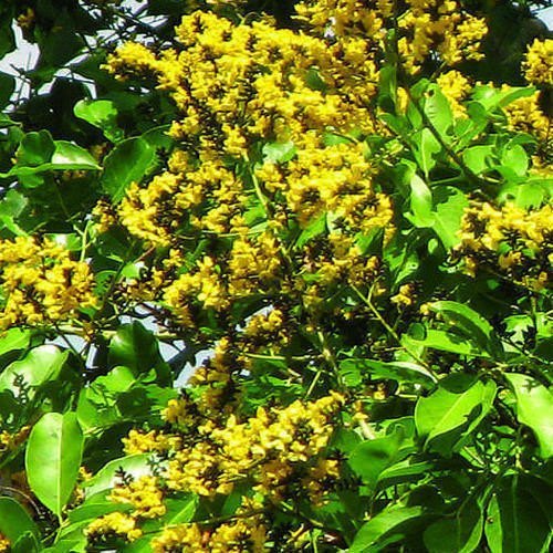 Pterocarpus marsupium - Venga (Indian kino tree, Honne)
