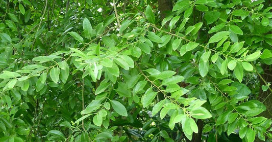 Pterocarpus santalainus -Red Sandal (Red Sandalwood, Raktha Chandana)