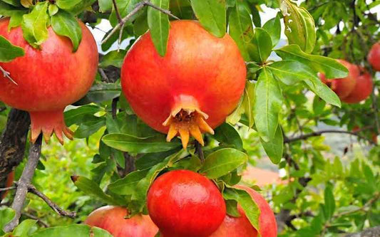 Punica granatum - Bhagwasinduro (Pomogranate)