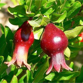 Punica granatum - Mathalam Seedlings (Pomogranete)