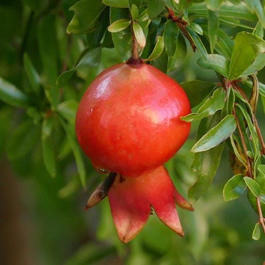 Punica granatum - Mathalam Seedlings (Pomogranete)