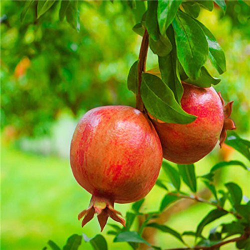 Punica granatum (Pomegranate Layer)