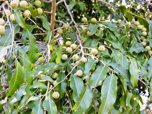 Puthranjiva roxburgi  (Puthranjeeva,Amani Putrajeeva)