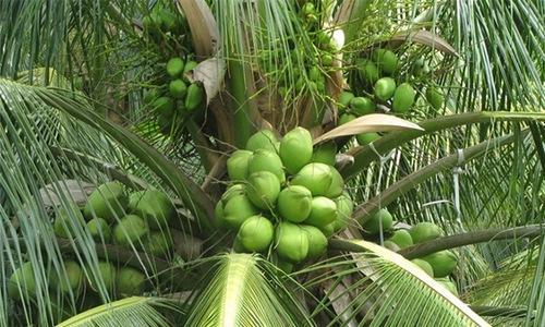 Ramaganga (Coconut)