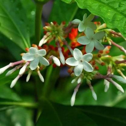 Rauvolfia serpentina  (Indian Snakeroot,Sarpagandha)