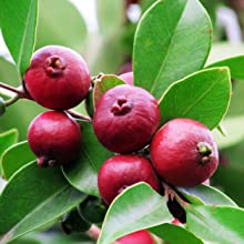 Red Apple Gua (Guava)