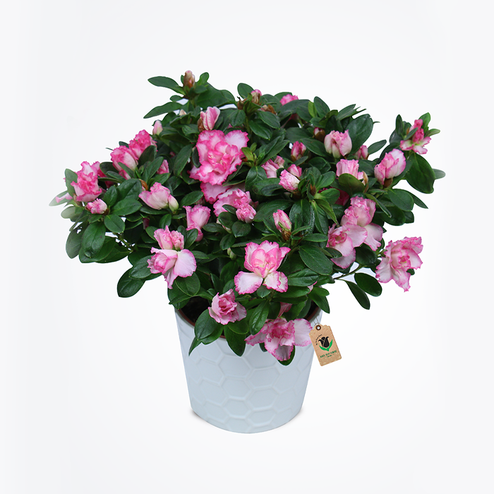 Rhododendron 1 (Azalea Single flower) (5" x 3.5" poly bag)