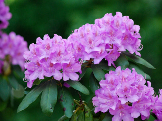 Rhododendron 1 (Azalea Single flower) (5" x 3.5" poly bag)