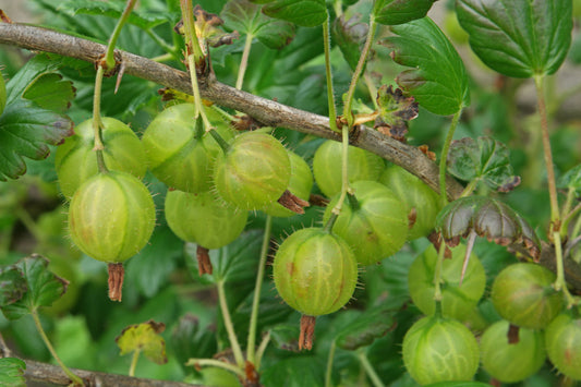 Ribes uva crispa (Europen Gooseberry, Red Nellikaayi)