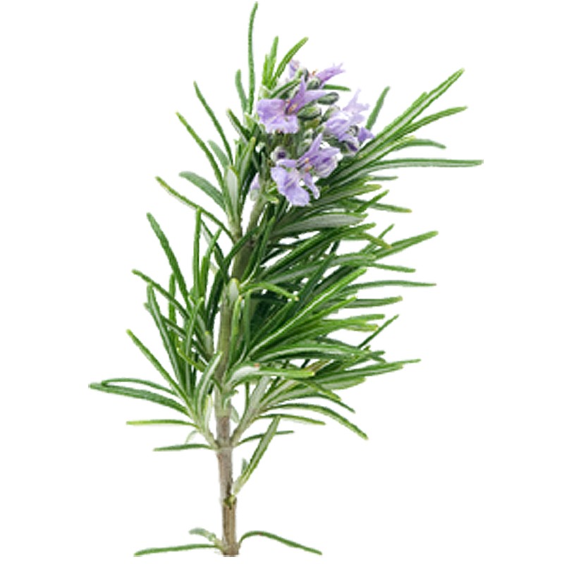 Rosemary Officinalis (Rosemary)