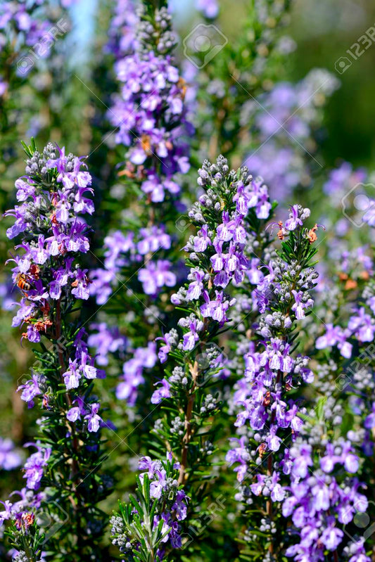 Rosemary Officinalis (Rosemary)