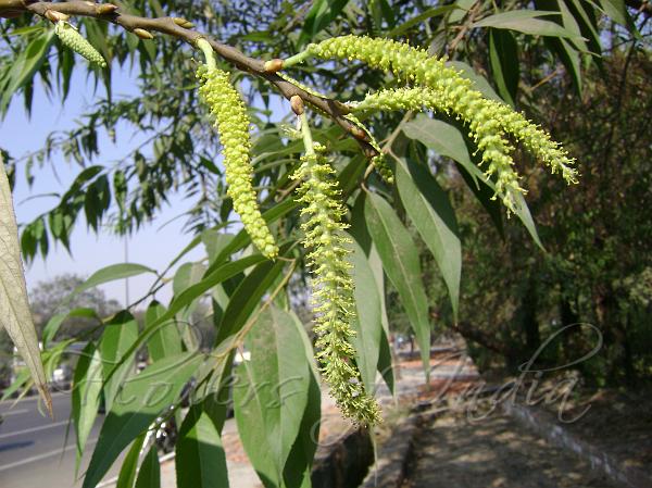 Salix tetrasperma  (Indian willow,Baiche mara)