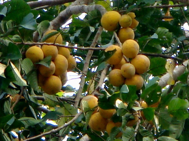 Sandoricum koetjape (Santol)