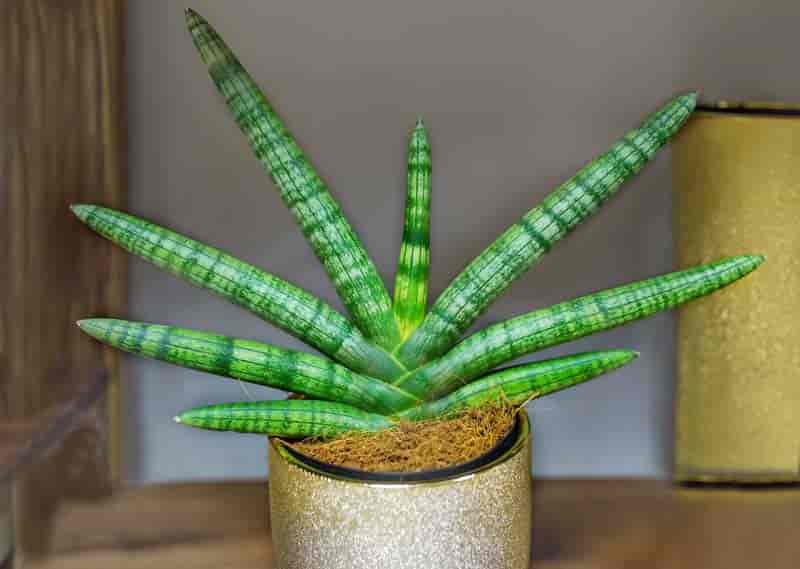 Sansevieria Cylindrica ‘Boncel (Spear Orchid)