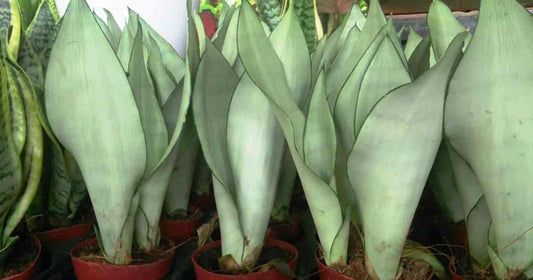 Sansveria Moonshine (Snake Plant)