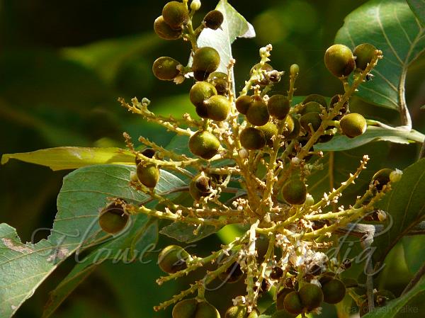 Sappindus trifoliates  (soapnut tree, Antavaala )